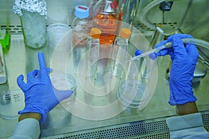 The researcher used the Glass Pasteur Pipette for aspirating culture media from culture dish 100 mm diameter by sterile method. photo