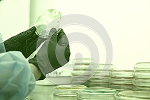 Researcher working with petri dish with bacteria in bacteriological laboratory. Concept of Pharmaceutical Development