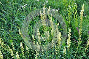 Reseda lutea as a weed growing in the field