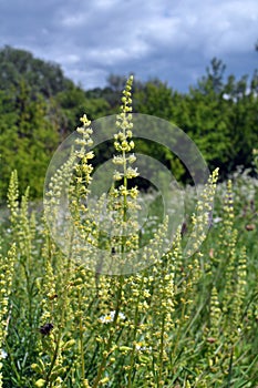 Reseda lutea as a weed growing in the field