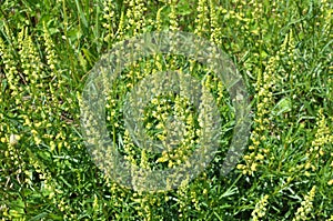 Reseda lutea as a weed growing in the field