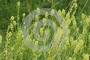 Reseda lutea, the yellow mignonette or wild mignonette flower photo