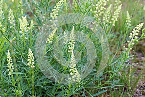 Reseda lutea, yellow mignonette,  wild mignonette flowers photo