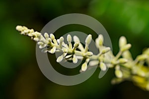 Reseda lutea, the yellow mignonette or wild mignonette