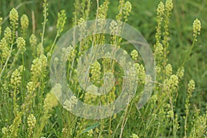 Reseda lutea, the yellow mignonette or wild mignonette flower