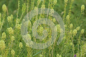 Reseda lutea, the yellow mignonette or wild mignonette flower