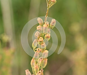 Reseda lutea, the yellow mignonette or wild mignonette flower