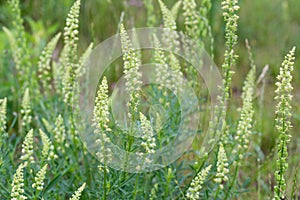 Reseda lutea, yellow mignonette,  wild mignonette flowers