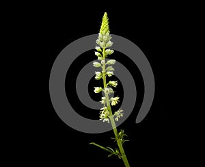 Reseda luteola flower photo