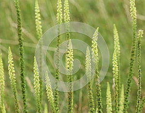 Reseda luteola, known as dyer& x27;s rocket, dyer& x27;s weed, weld, woold, and yellow weed