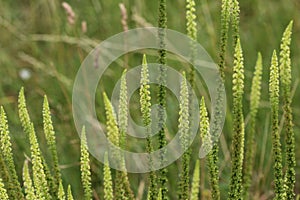 Reseda luteola, known as dyer& x27;s rocket, dyer& x27;s weed, weld, woold, and yellow weed