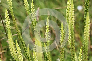 Reseda luteola, known as dyer& x27;s rocket, dyer& x27;s weed, weld, woold, and yellow weed