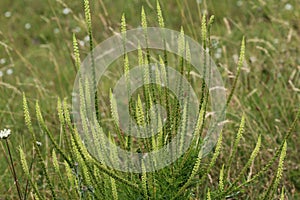 Reseda luteola, known as dyer& x27;s rocket, dyer& x27;s weed, weld, woold, and yellow weed photo