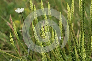 Reseda luteola, known as dyer& x27;s rocket, dyer& x27;s weed, weld, woold, and yellow weed photo