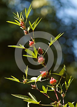 Reselle, red sorrel photo