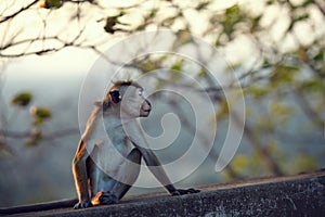 Resentful monkey