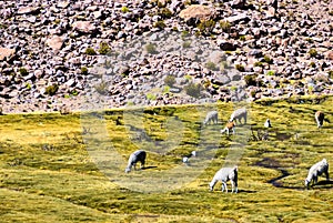 Reserva Nacional de las Vicunas