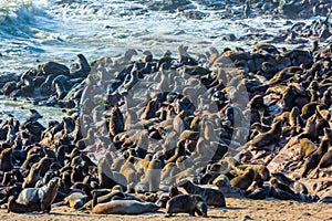 Reserve fur seals