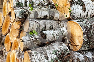 Reserves of birch logs