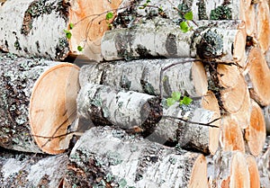 Reserves of birch logs