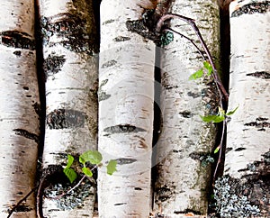 Reserves of birch logs photo