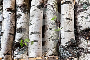 Reserves of birch logs