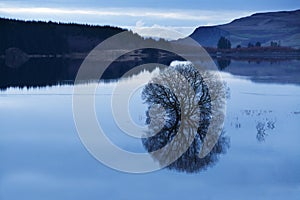 Reservoir tree