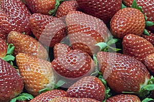 Resh juicy red strawberries