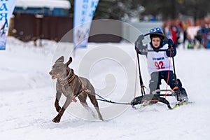 Reshetiha, Russia - 02.02.2019 - Sled dog racing. Children championship competition. Pointer sled dogs team pull a sled with young