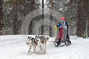 Reshetiha, Russia - 02.02.2019 - Sled dog racing. Husky sled dogs team pull a sled with dog mushe