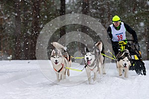 Reshetiha, Russia - 02.02.2019 - Sled dog racing. Husky sled dogs team pull a sled with dog musher. Winter competition