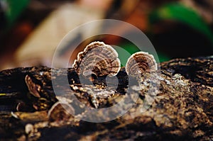 Reshi mushrooms on an old piece of wood in the tropical rain forest of Borneo photo