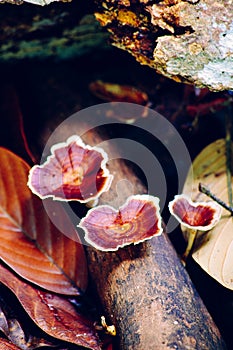 Reshi mushrooms on an old piece of wood in the tropical rain forest of Borneo photo