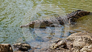 Crocodile with big teeth close to shore photo