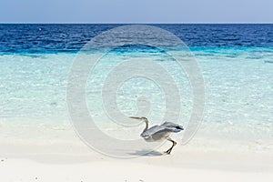 A resident stork at the beach in Maldives