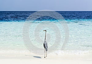 A resident stork at the beach in Maldives