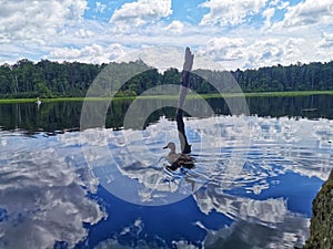 Resident of Torfy Lake, a wild duck.