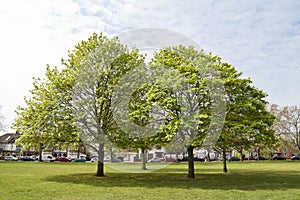 Residential area with park and commons