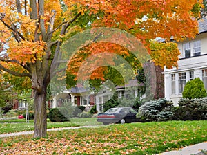 Residential district with mature trees