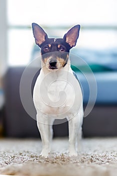 In a residential environment, a robust and mature toy fox terrier stands confidently