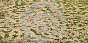 Residential Grass in Unsynchronized Dormancy Stage Ahead of Winter