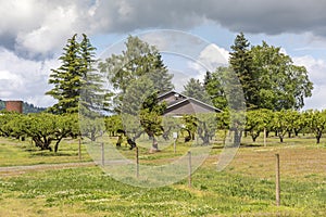 Residential home and orchards Sauvie Island OR.