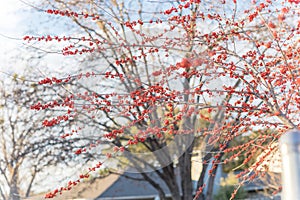 Residential house backyard with winterberry Ilex Decidua fruits near Dallas, Texas