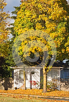 Family house and colorful tree in the fall