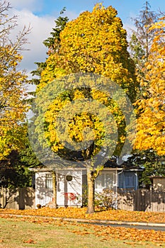 Family house and colorful tree in the fall