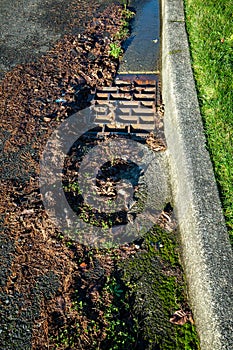 Residential storm drain on a sunny day, wet tree debris around drain, street and curb