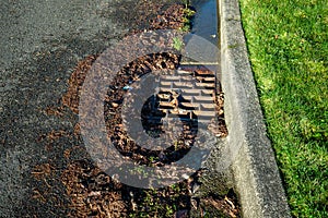 Residential storm drain on a sunny day, wet tree debris around drain, street and curb
