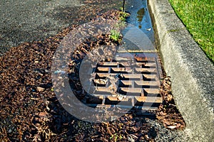 Residential storm drain on a sunny day, wet tree debris around drain, street and curb