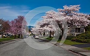 Residential Street