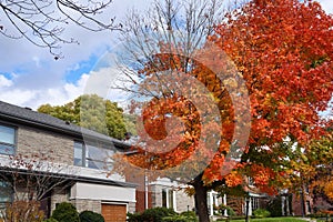 Residential street with maple tree